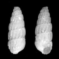 Turbonilla pumila 